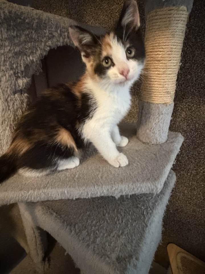 Pebbles, adopted, Kitten Female Calico.