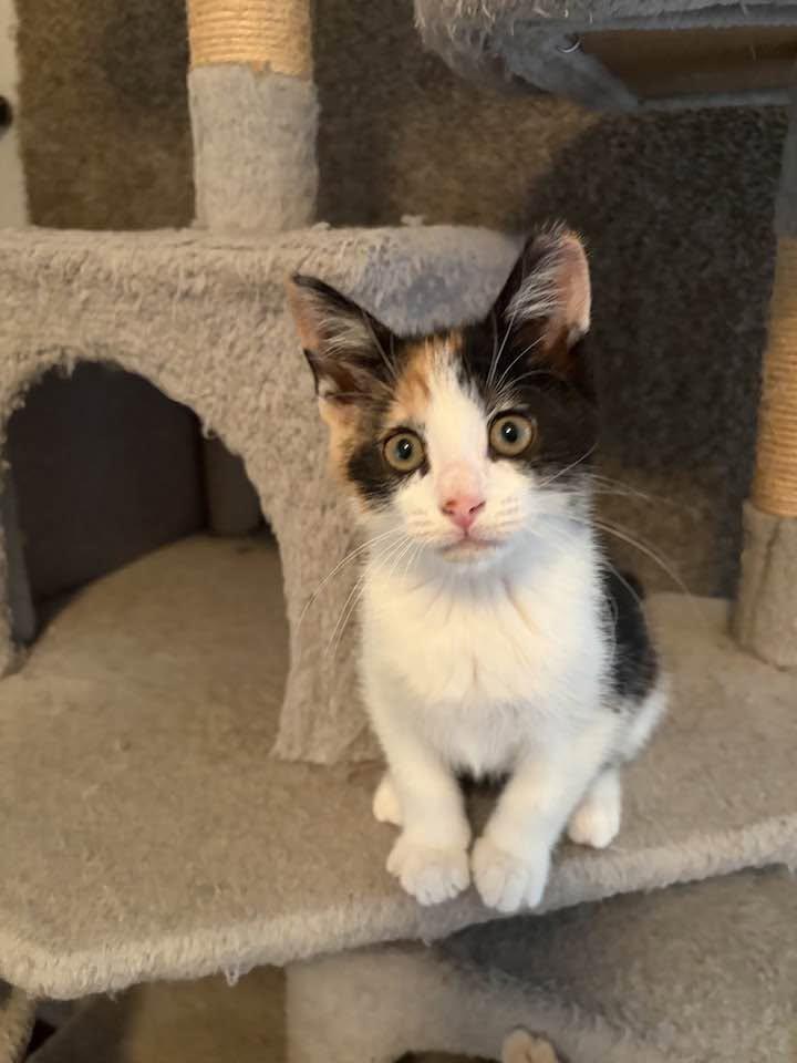 Enlarge Pebbles, an adopted Calico in Cleveland, OH image 2/4