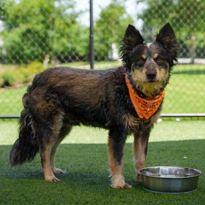 Archer, Adoptable, Senior Male Australian Cattle Dog / Blue Heeler & Mixed Breed.