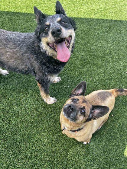 Archer, a Adoptable mixed breed in Atlanta, GA image 2/2