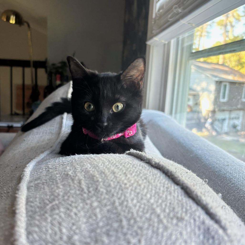 Cordi, Adoptable, Kitten Female Domestic Short Hair.