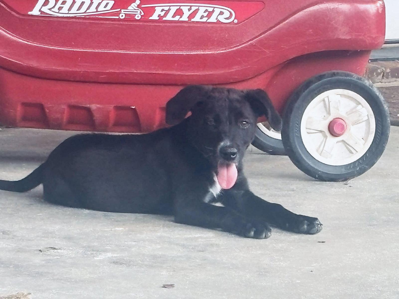 Lulu, Adoptable, Young Female Golden Retriever & Cattle Dog.