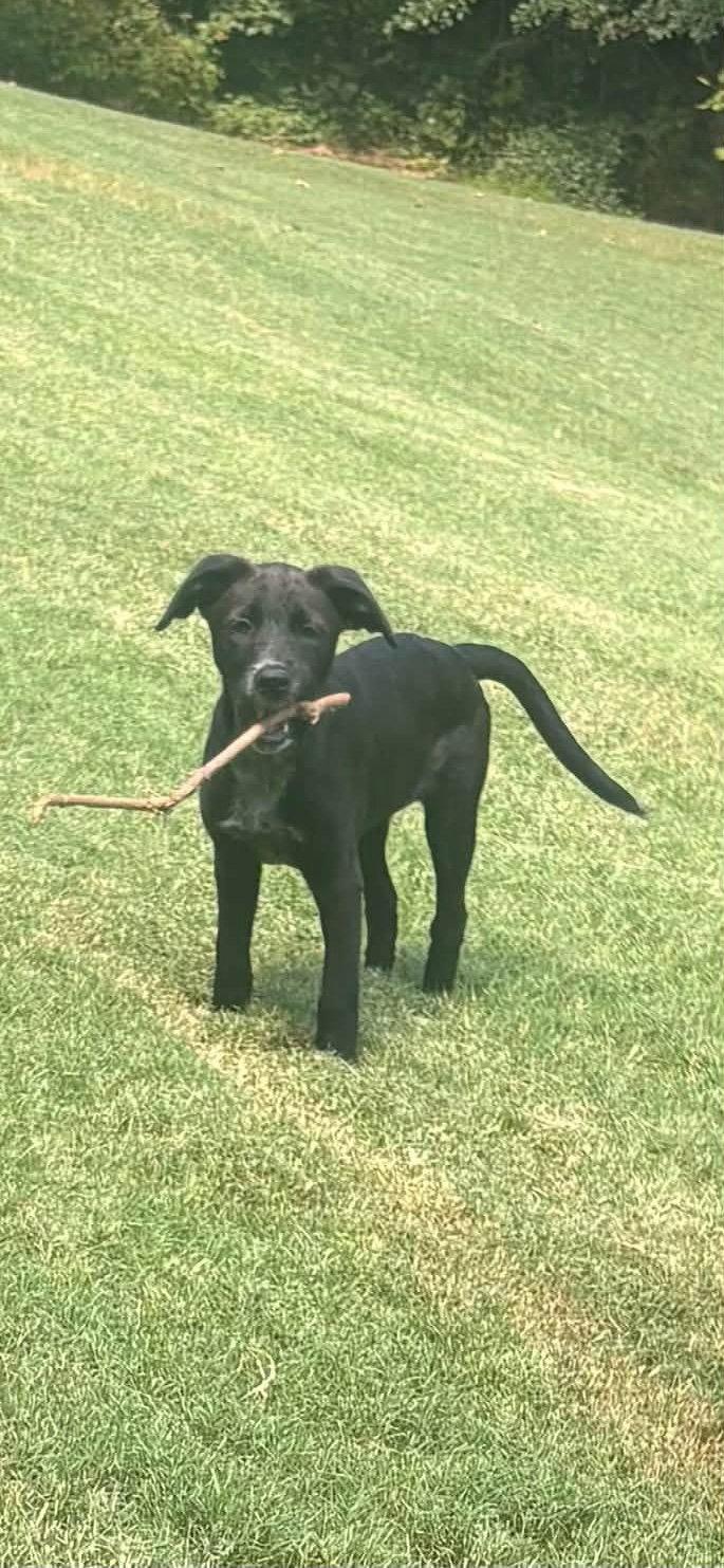 Enlarge Lulu, a Adoptable mixed breed in Greenville, SC image 2/3