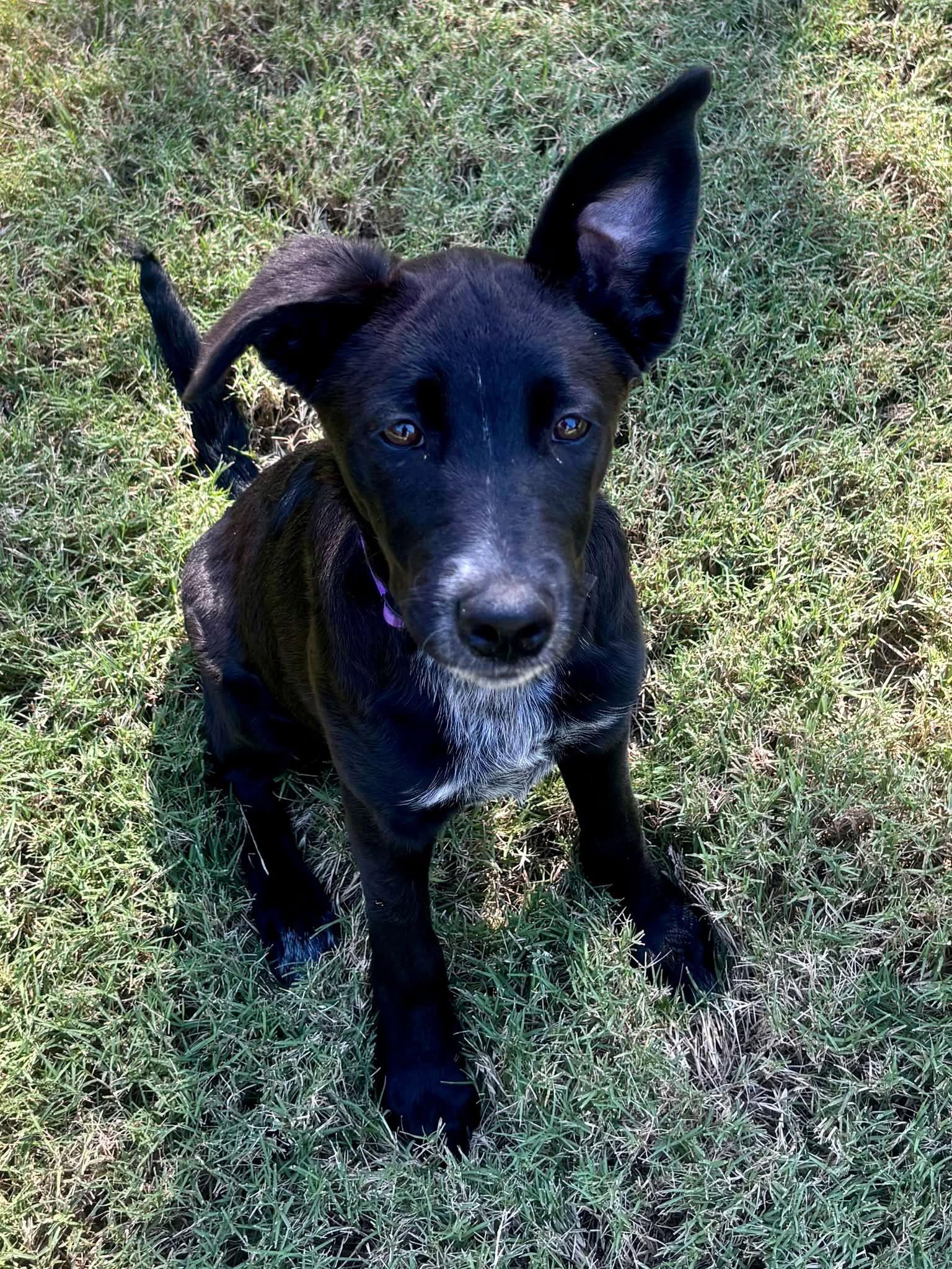 Enlarge Lulu, a Adoptable mixed breed in Greenville, SC image 3/3