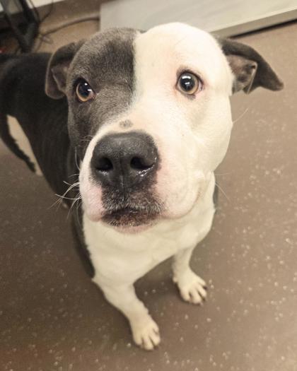 Enlarge Halsey, a Adoptable mixed breed in South Bend, IN image 1/3