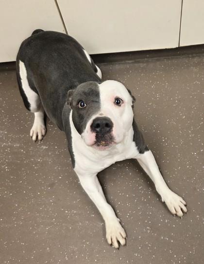 Enlarge Halsey, a Adoptable mixed breed in South Bend, IN image 2/3