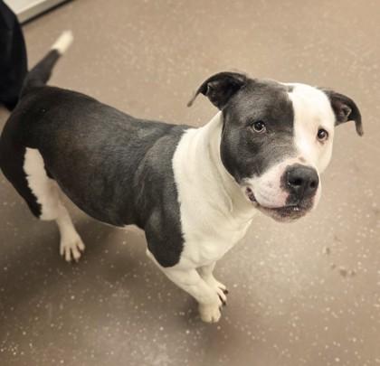 Enlarge Halsey, a Adoptable mixed breed in South Bend, IN image 3/3