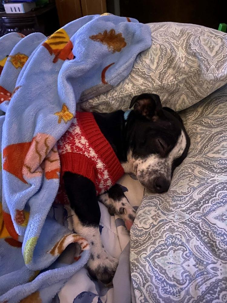 Omega, Adoptable, Adult Male Chihuahua.