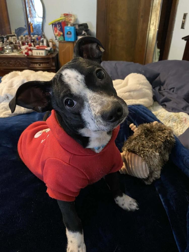 Omega, a Adoptable mixed breed in Jefferson Hills, PA image 2/3