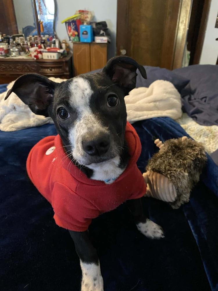 Omega, a Adoptable mixed breed in Jefferson Hills, PA image 3/3