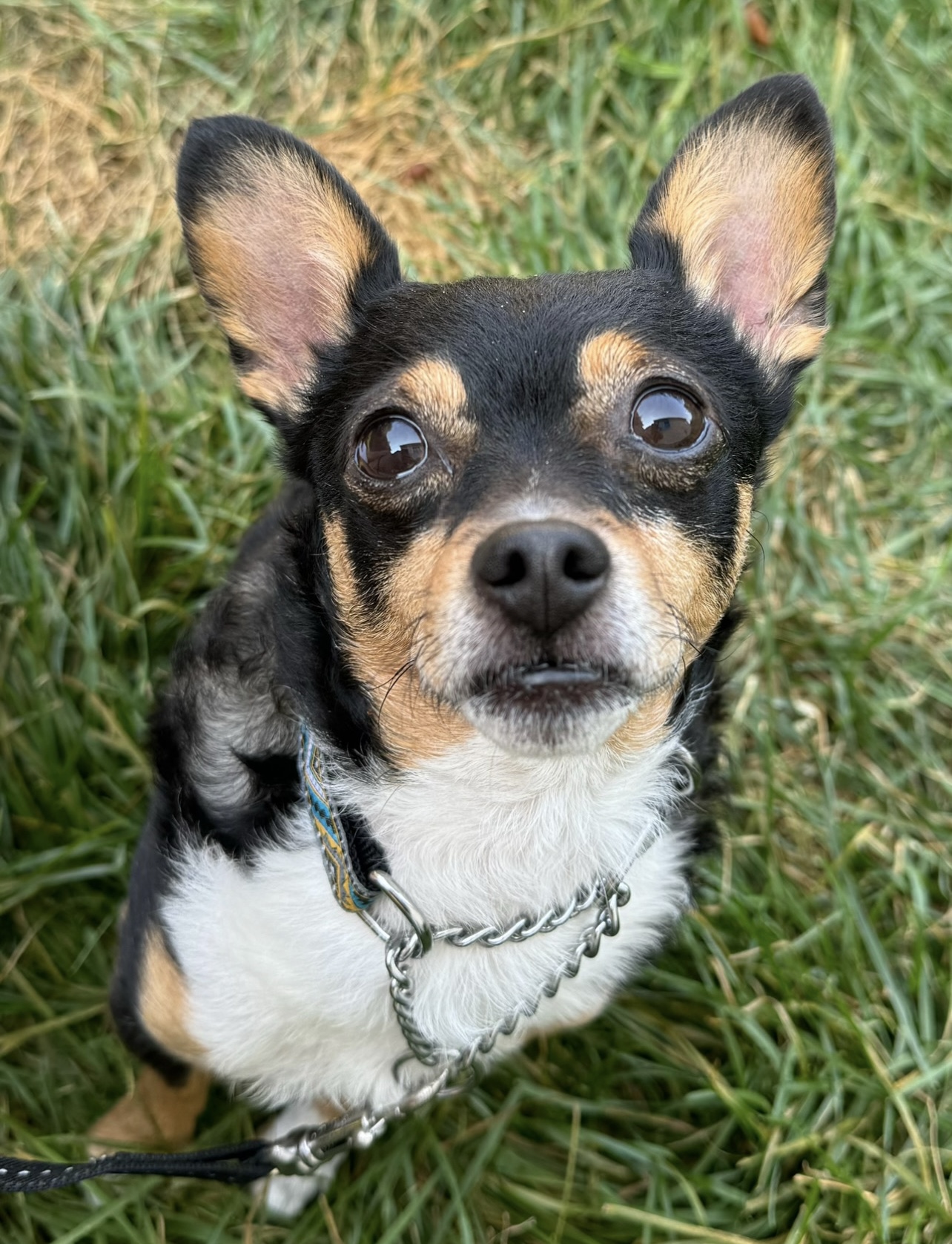 TIMID TUCKER - CURRENTLY IN BOARD AND TRAIN - WILL BE GOING INTO FOSTER CARE photo 3