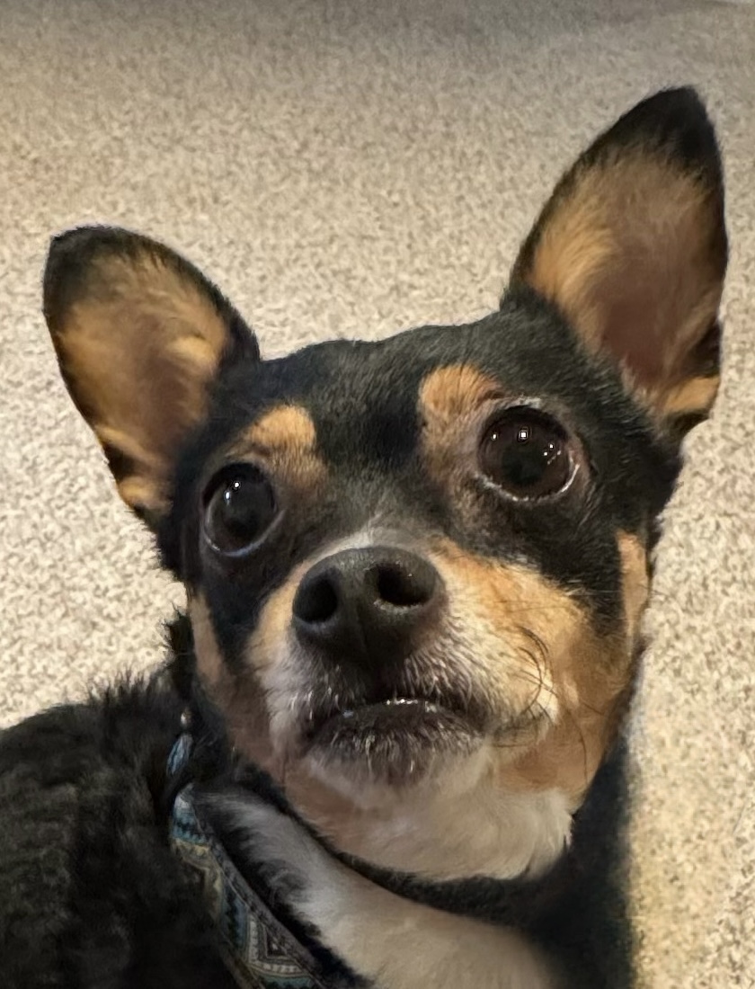 TIMID TUCKER - CURRENTLY IN BOARD AND TRAIN - WILL BE GOING INTO FOSTER CARE