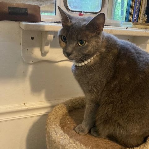 Mochi
