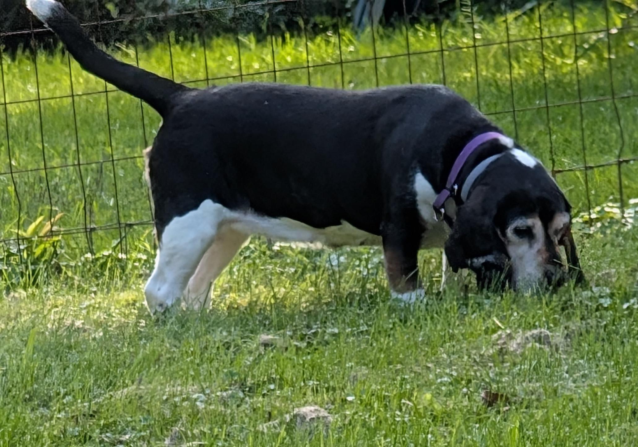 Enlarge Jessie, a Adoptable Beagle in State College, PA image 5/6