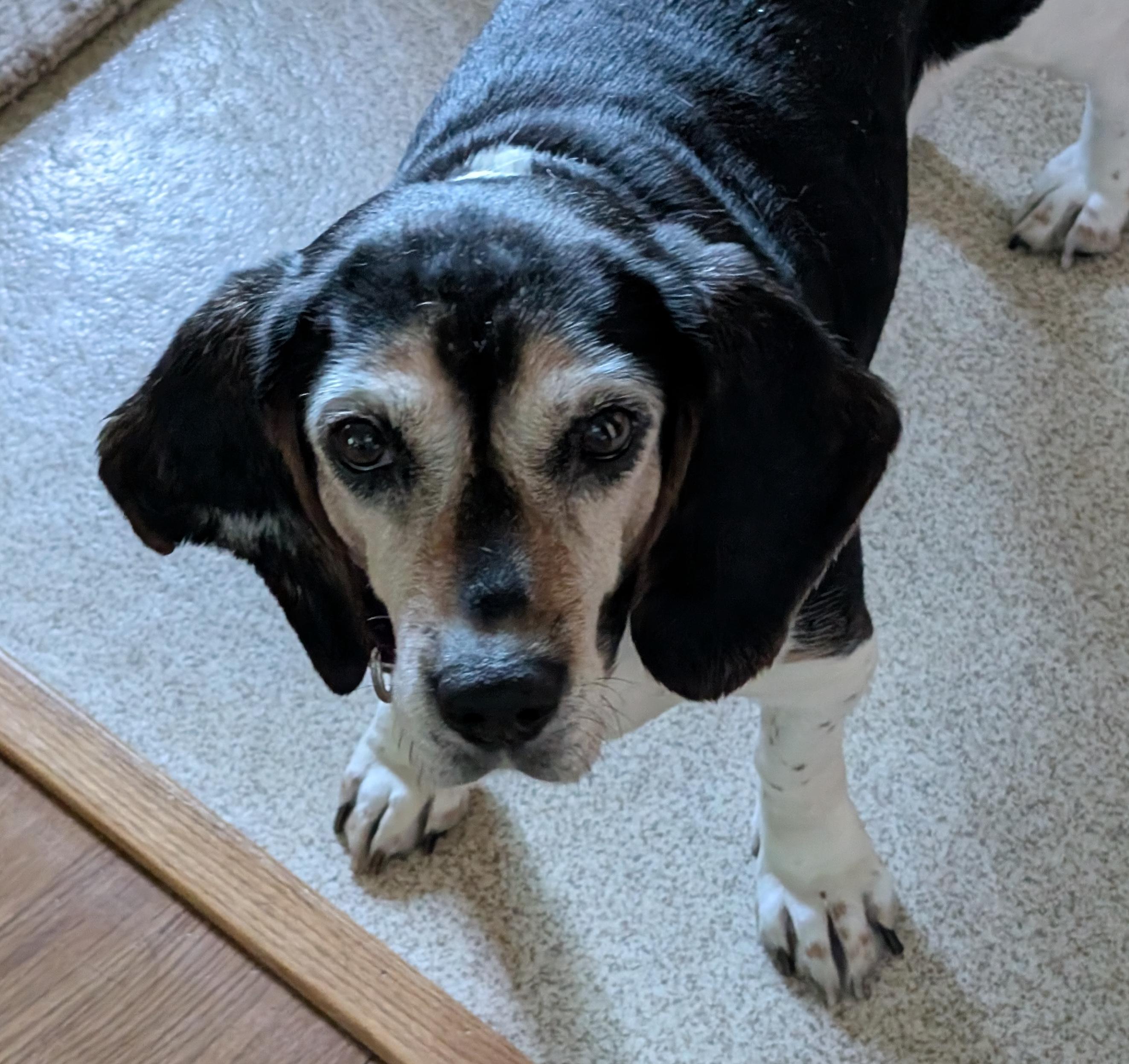 Jessie, Adoptable, Adult Female Beagle.