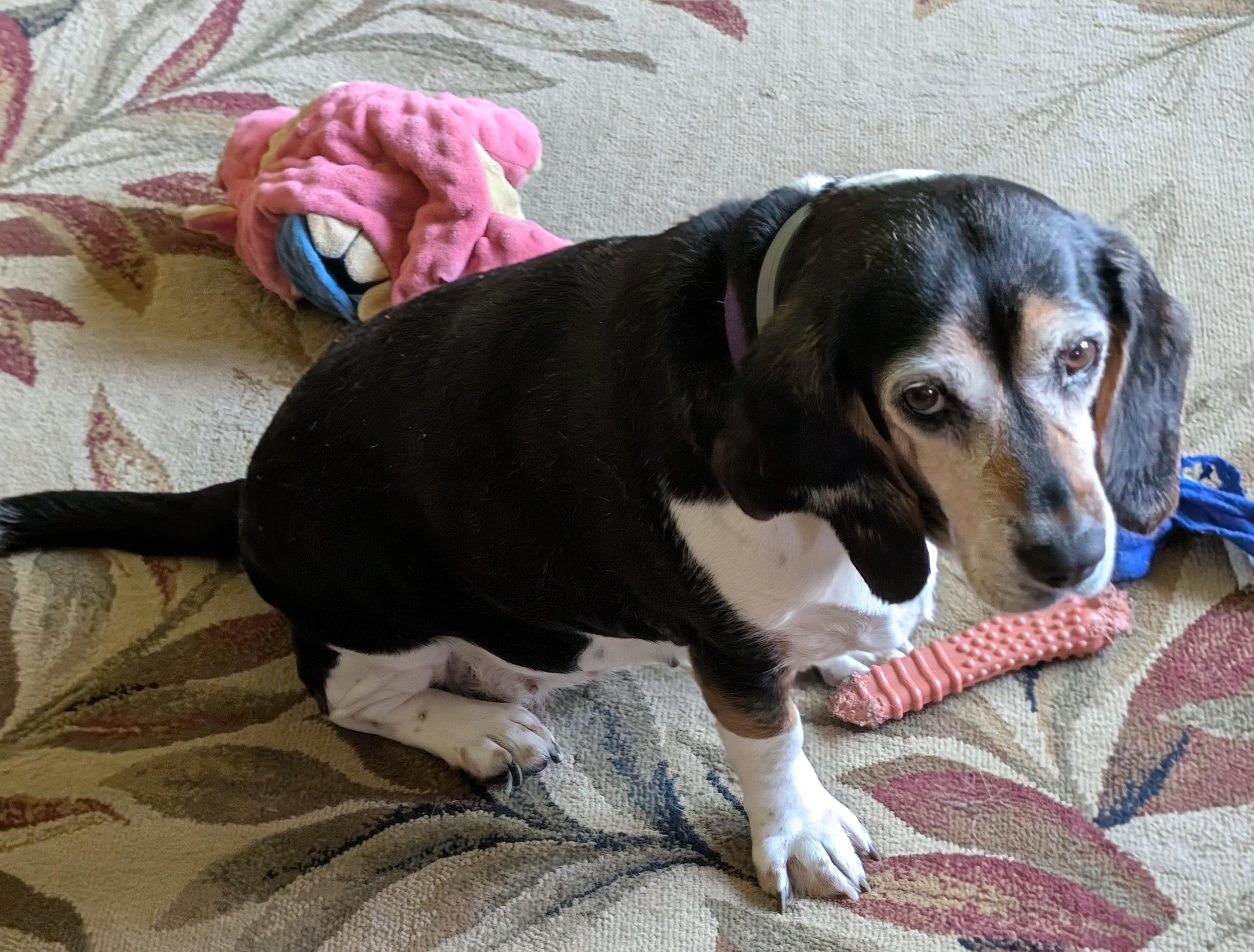 Enlarge Jessie, a Adoptable Beagle in State College, PA image 4/6