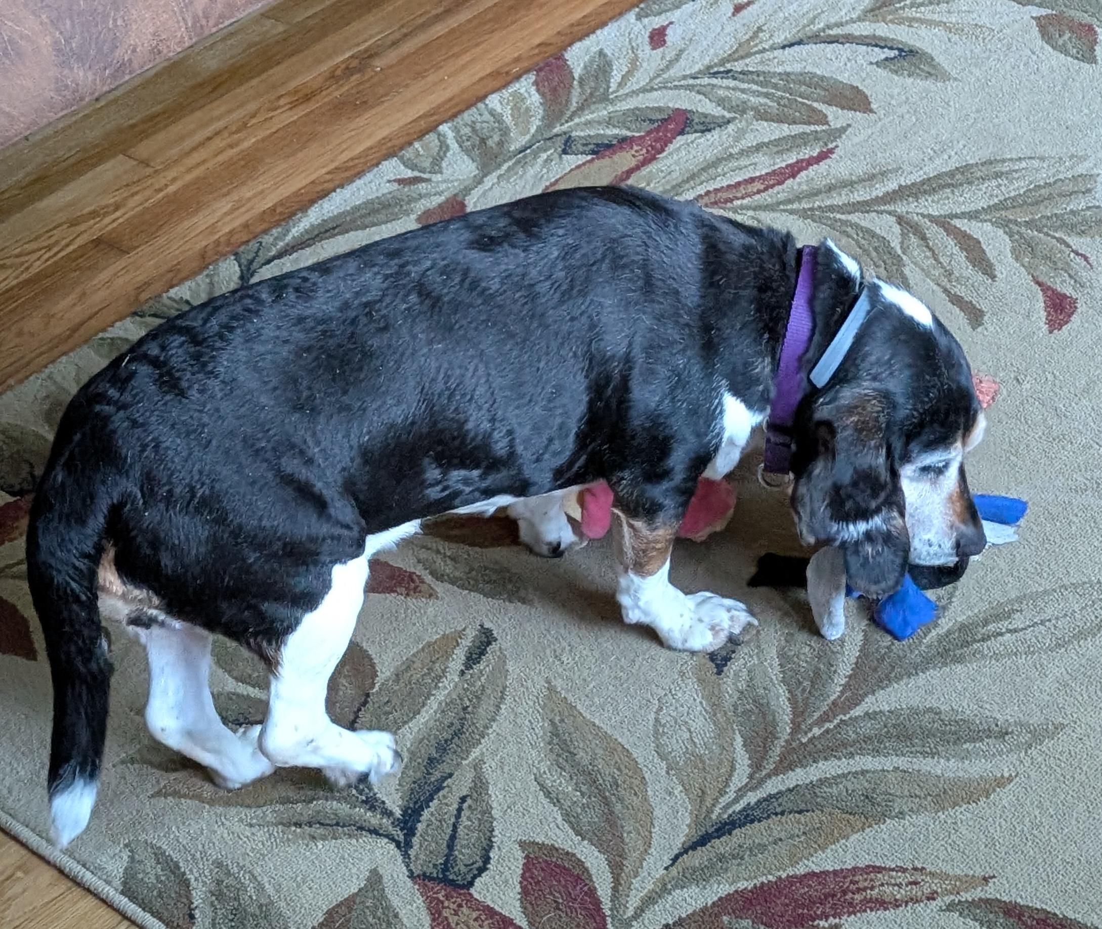 Enlarge Jessie, a Adoptable Beagle in State College, PA image 3/6