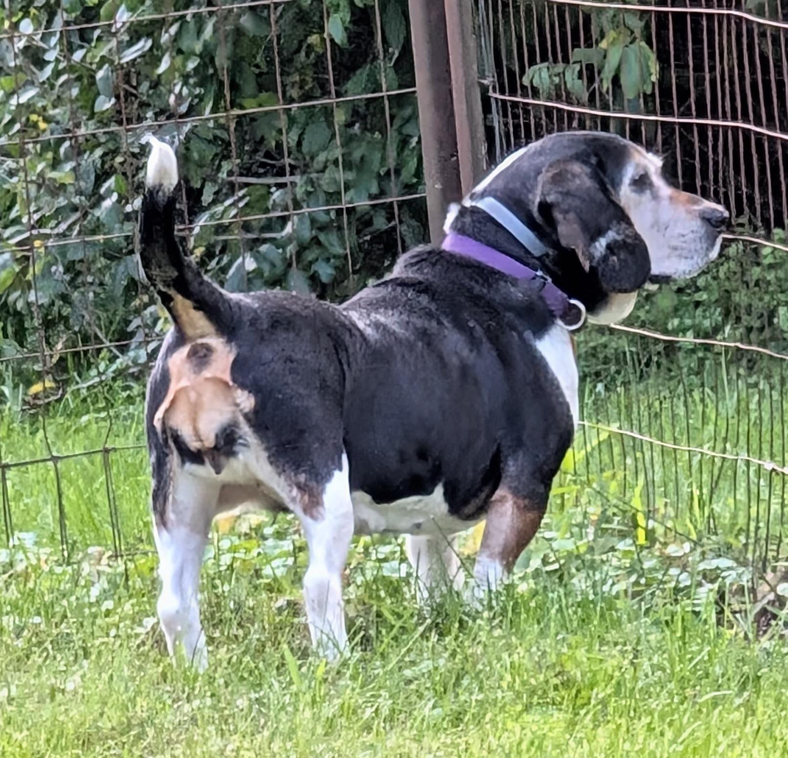 Enlarge Jessie, a Adoptable Beagle in State College, PA image 2/6