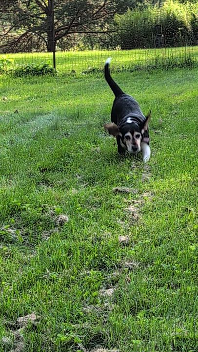 Enlarge Jessie, a Adoptable Beagle in State College, PA video 6/6