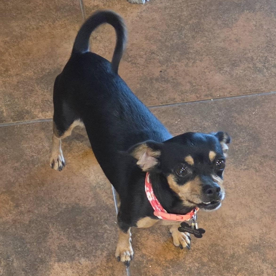 Enlarge MAY, a Adoptable mixed breed in Marana, AZ image 2/3