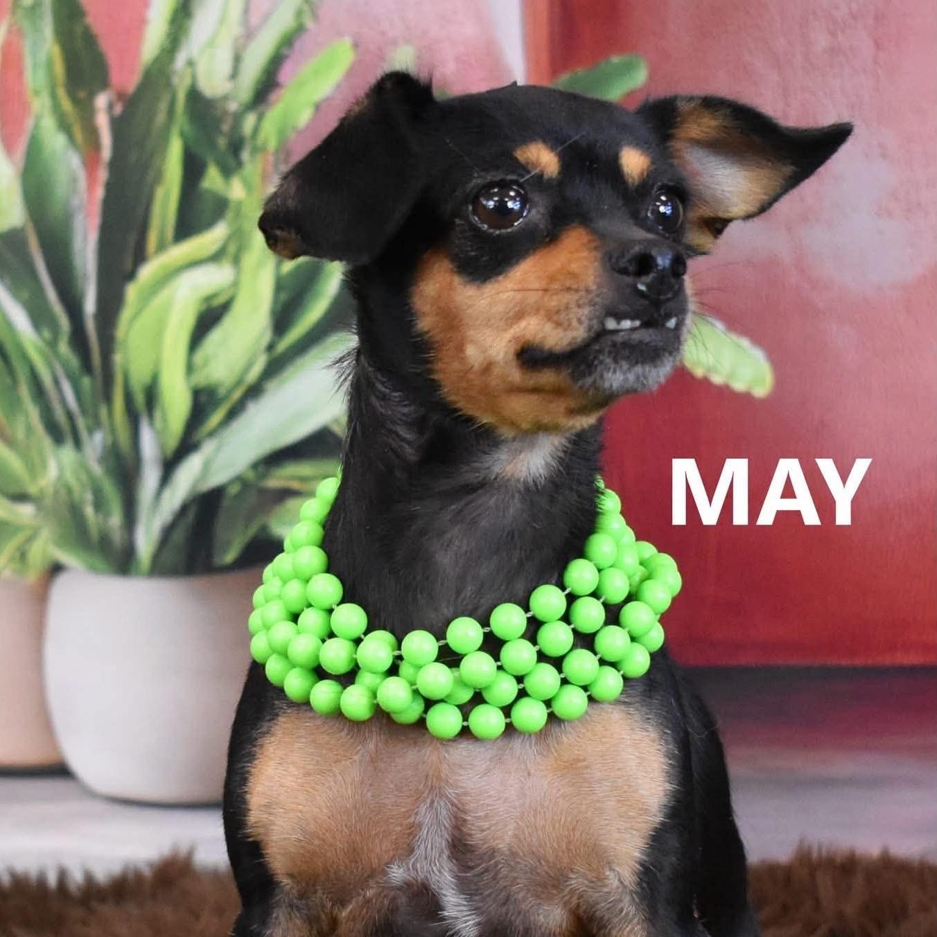 MAY, Adoptable, Young Female Chihuahua & Miniature Pinscher.