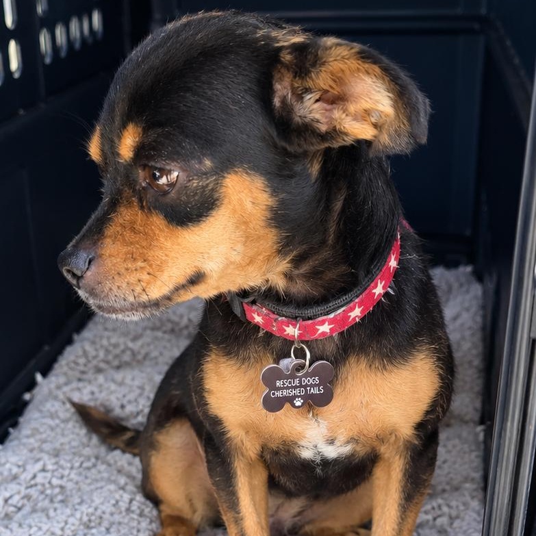 Enlarge MAY, a Adoptable mixed breed in Marana, AZ image 3/3