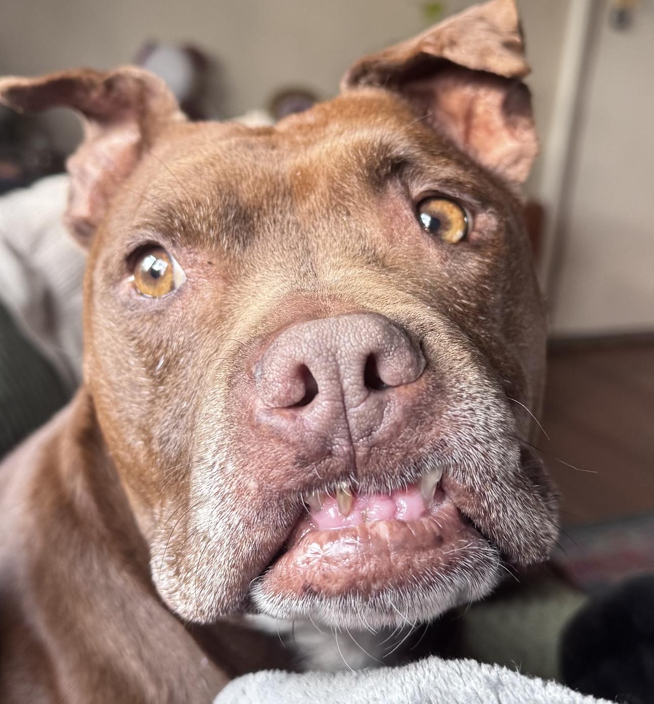 Gucci, a ADOPTABLE mixed breed in Roswell, GA image 2/5