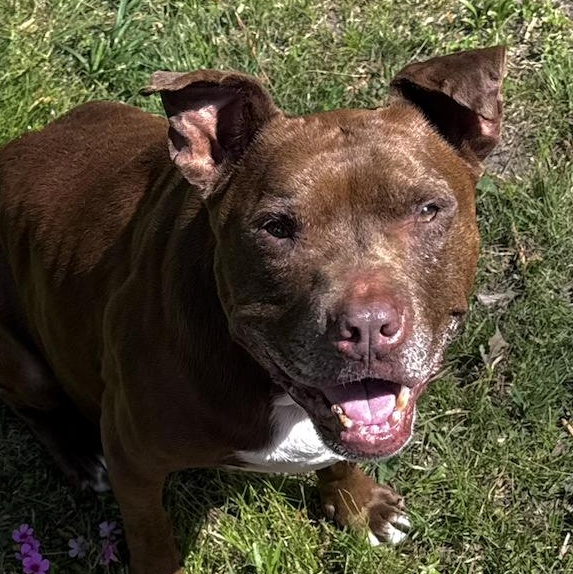Gucci, ADOPTABLE, Senior Female American Staffordshire Terrier & Pit Bull Terrier.