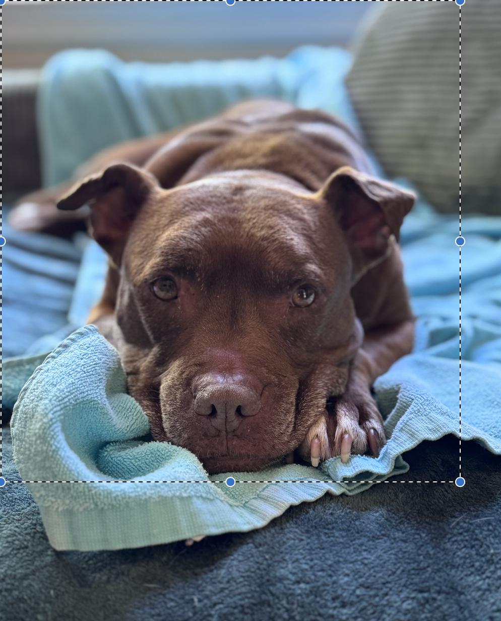 Gucci, a ADOPTABLE mixed breed in Roswell, GA image 3/5