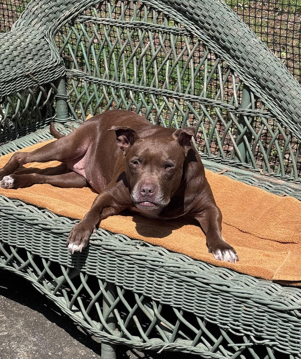 Gucci, a ADOPTABLE mixed breed in Roswell, GA image 4/5