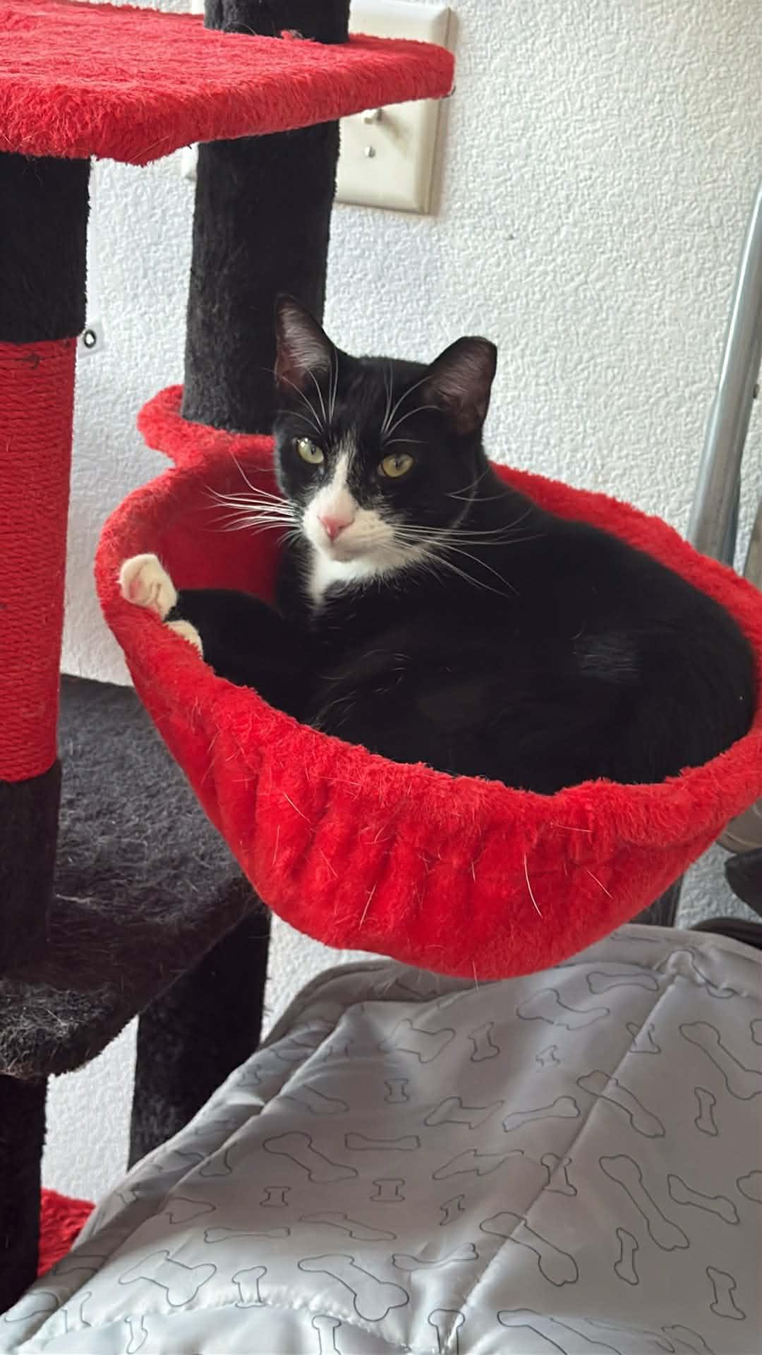 Enlarge Spritz, a ADOPTABLE Tuxedo in Charlotte, NC image 2/6