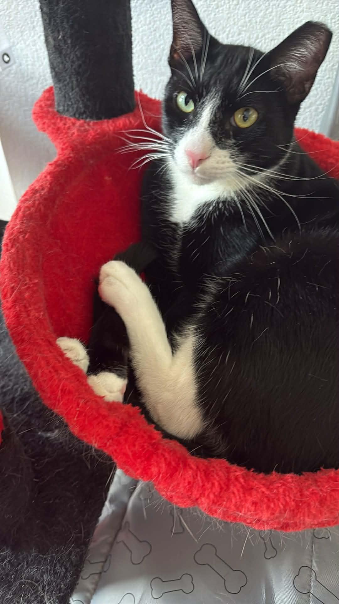 Spritz, ADOPTABLE, Adult Male Tuxedo.