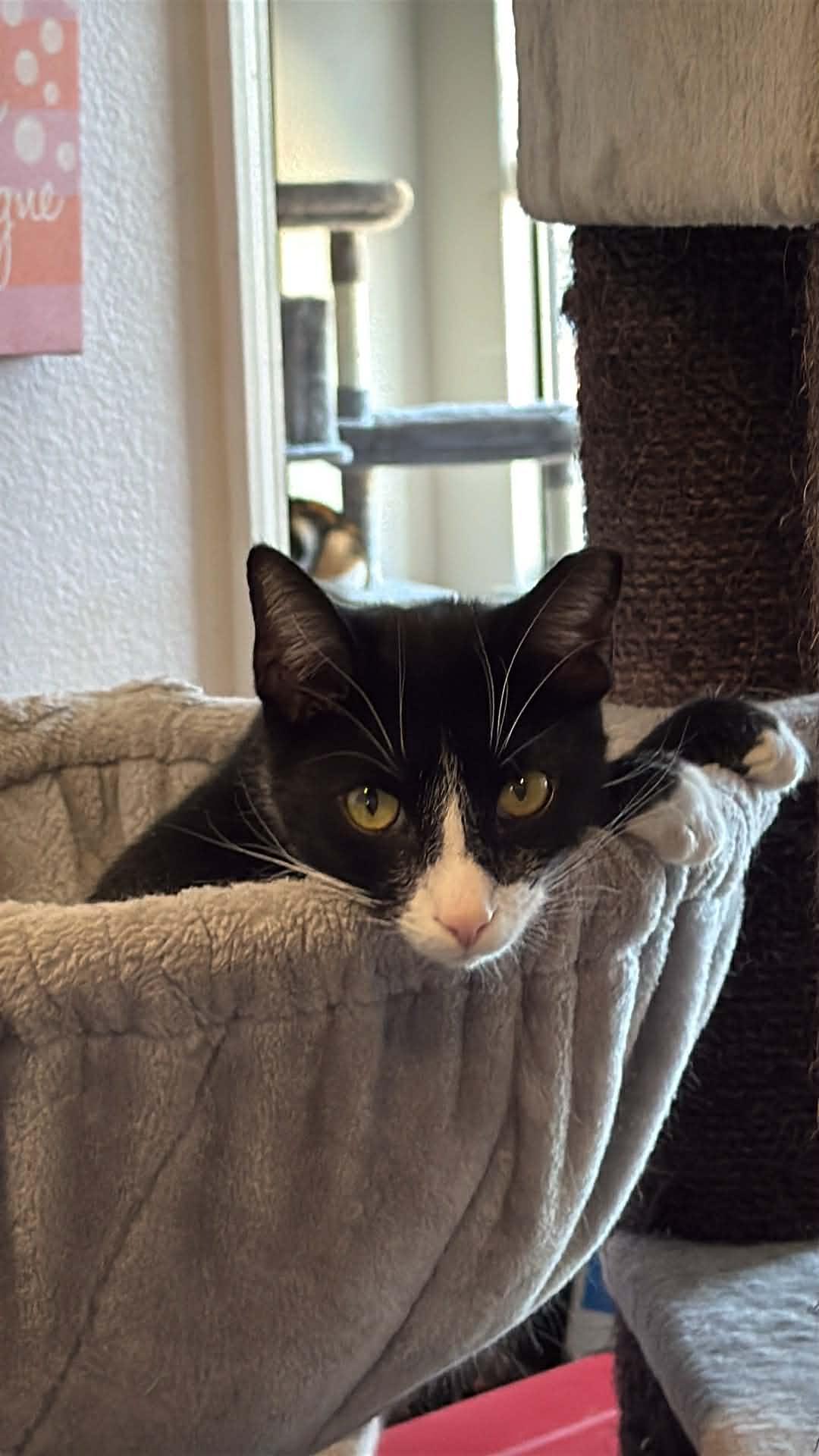 Spritz, ADOPTABLE, Adult Male Domestic Short Hair.