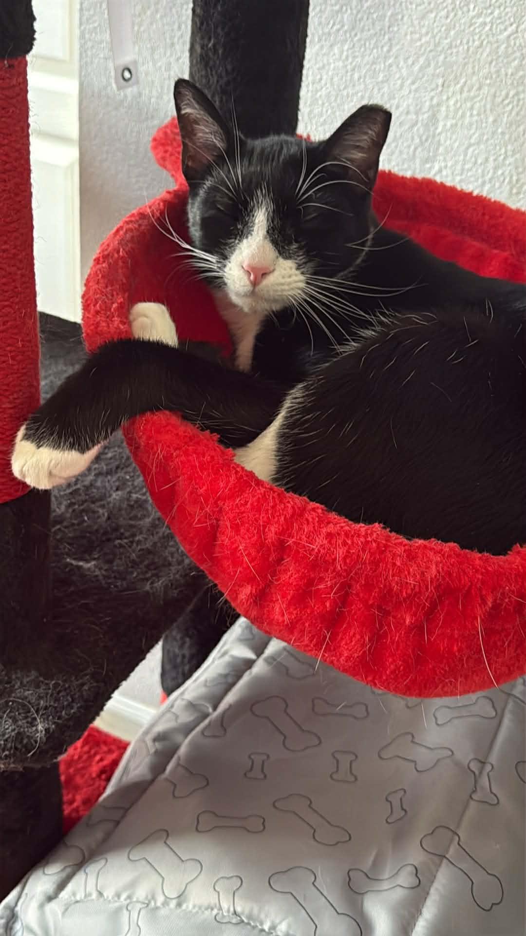 Enlarge Spritz, a ADOPTABLE Tuxedo in Charlotte, NC image 6/6