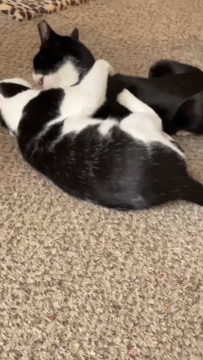 Enlarge Spritz, a ADOPTABLE Domestic Short Hair in Charlotte, NC video 3/6