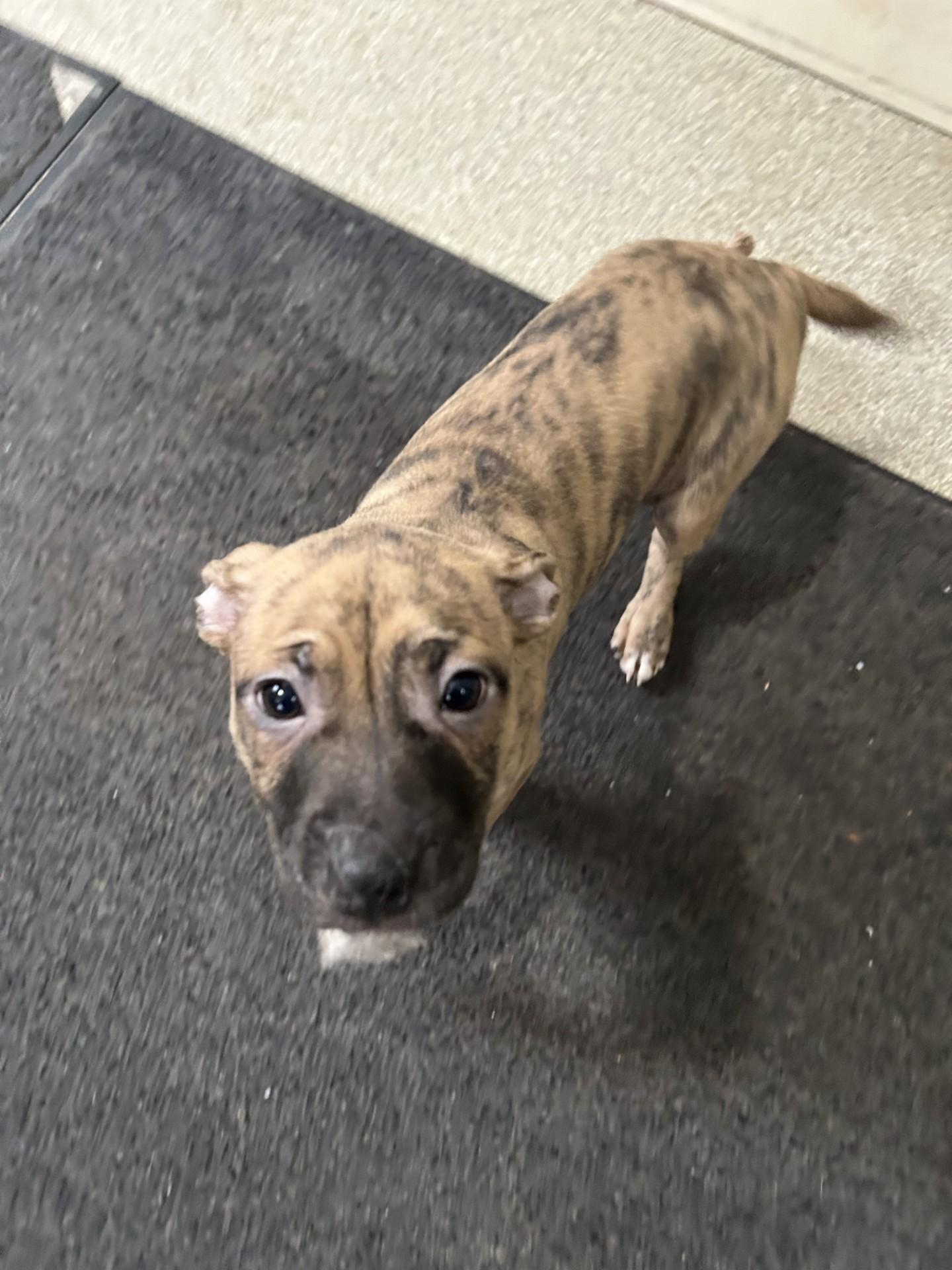 Enlarge Hazel, an adopted mixed breed in Baldwin, MI image 1/1