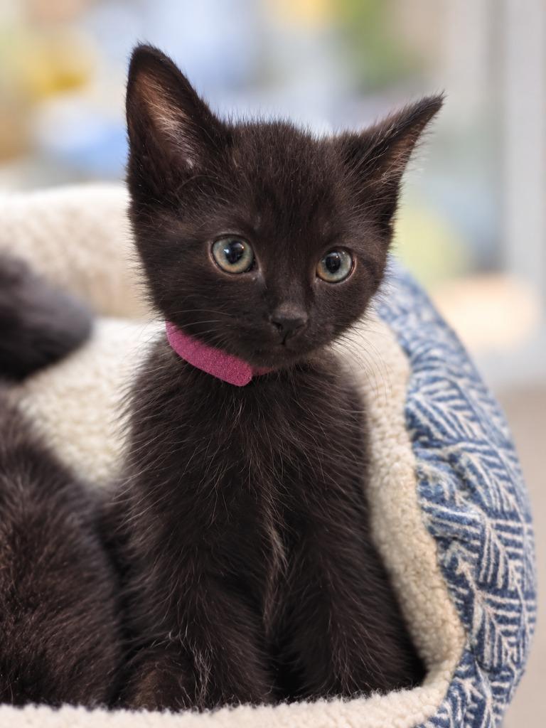 Gadget (Pink Collar), Adoptable, Kitten Female Domestic Short Hair.