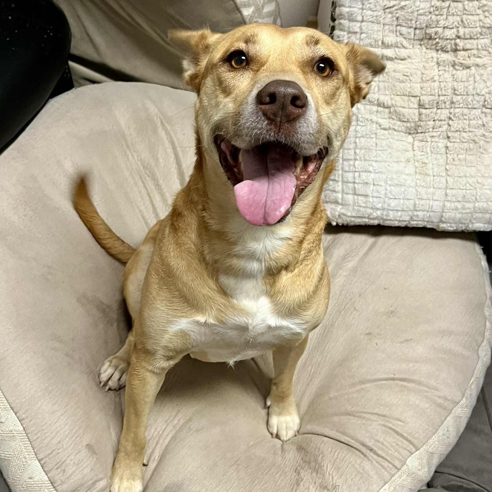 CiCi, ADOPTABLE, Young Female Carolina Dog & Labrador Retriever.