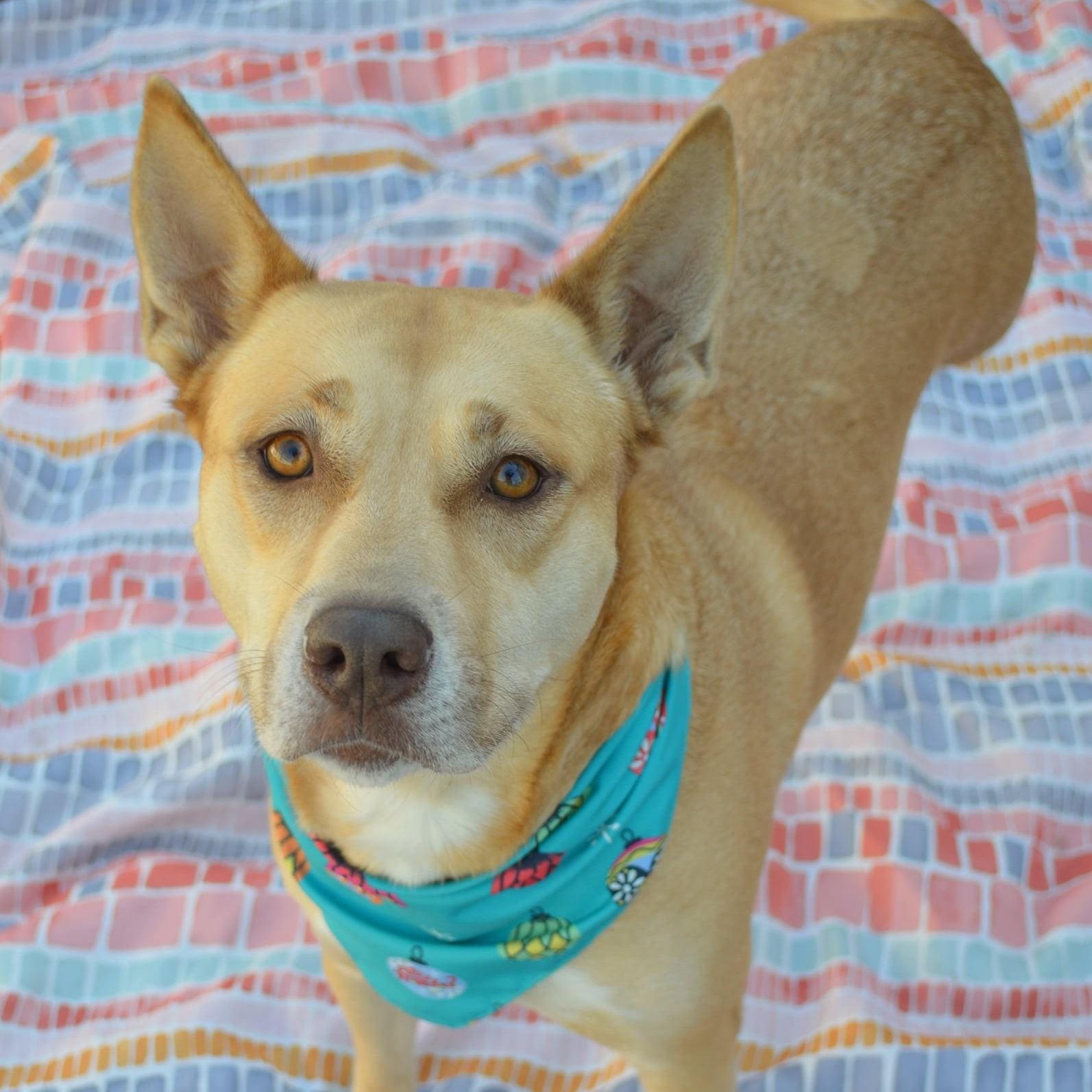 Enlarge CiCi, a ADOPTABLE mixed breed in Unionville, CT image 3/4