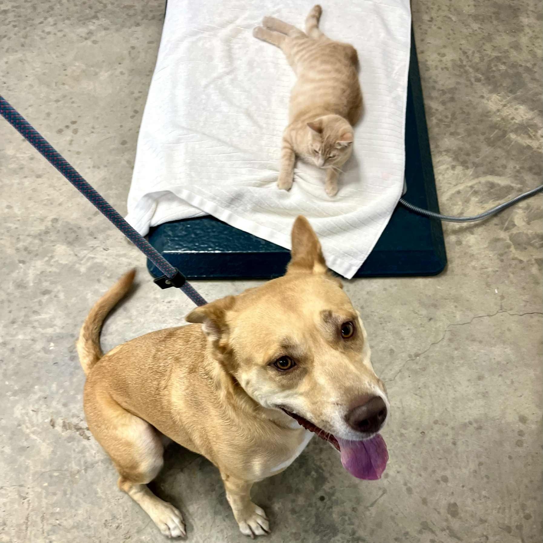 Enlarge CiCi, a ADOPTABLE mixed breed in Unionville, CT image 4/4