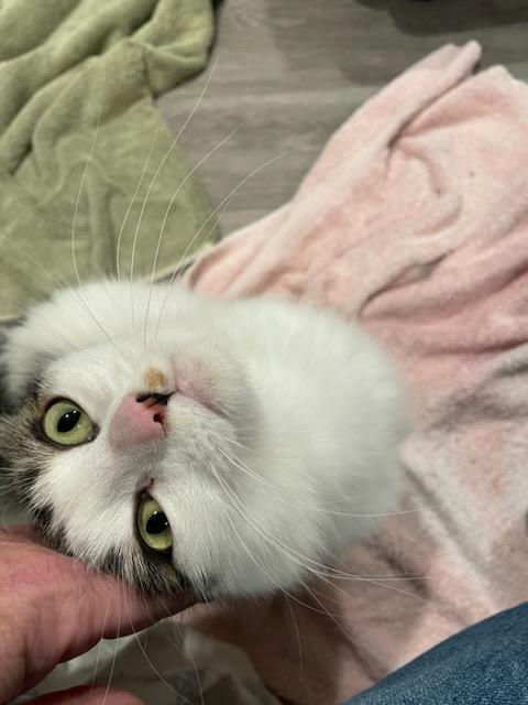 Florence, Adoptable, Adult Female Domestic Short Hair.