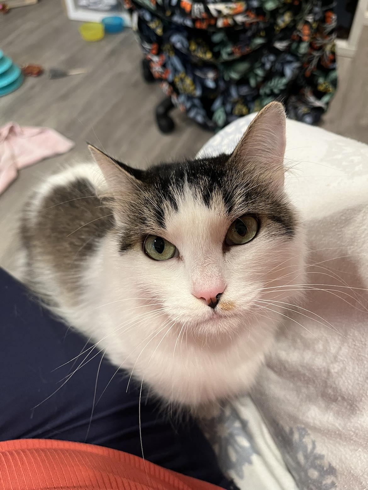 Florence, a Adoptable Domestic Short Hair in Tacoma, WA image 2/3