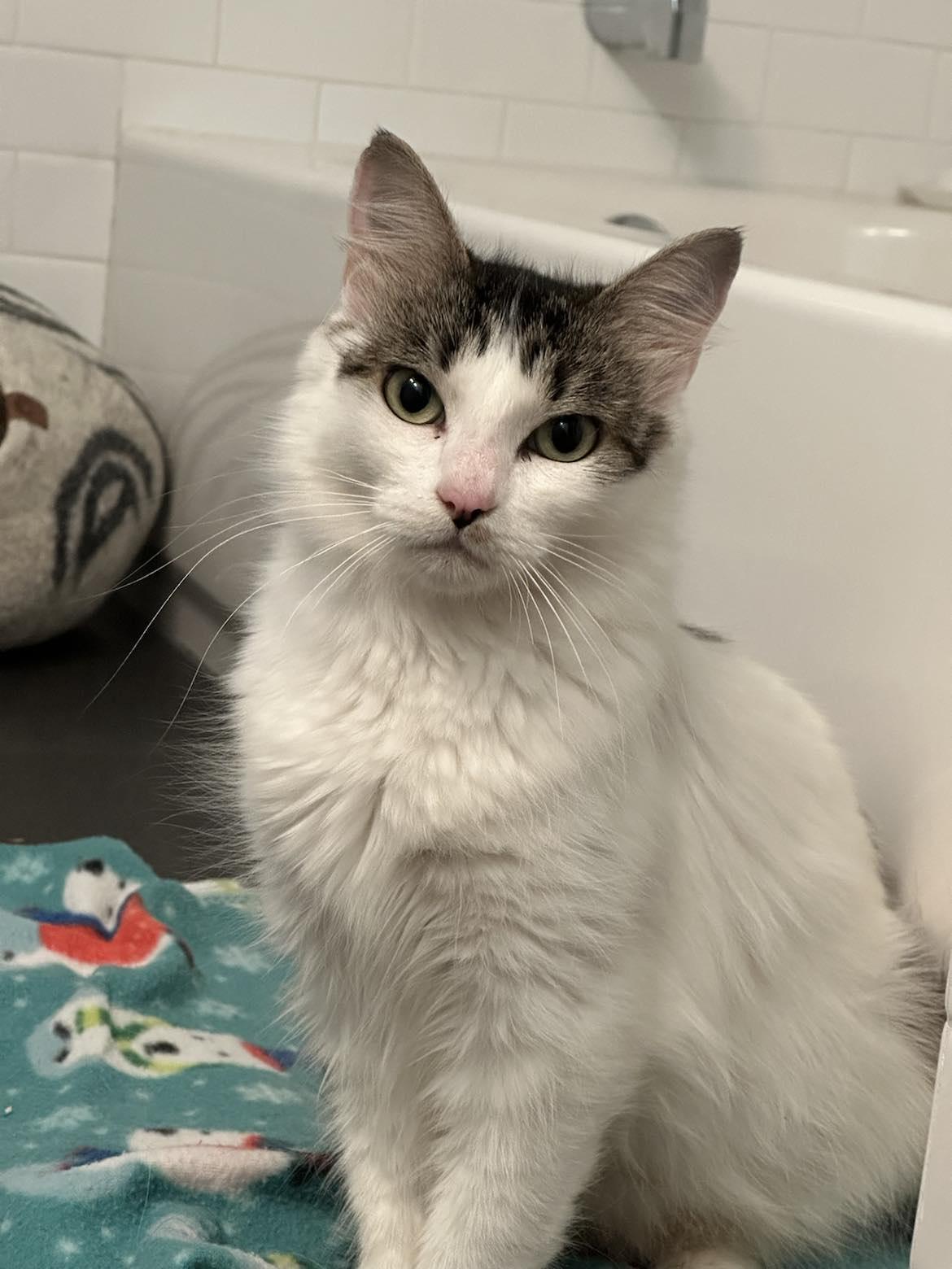 Florence, Adoptable, Adult Female Domestic Short Hair.