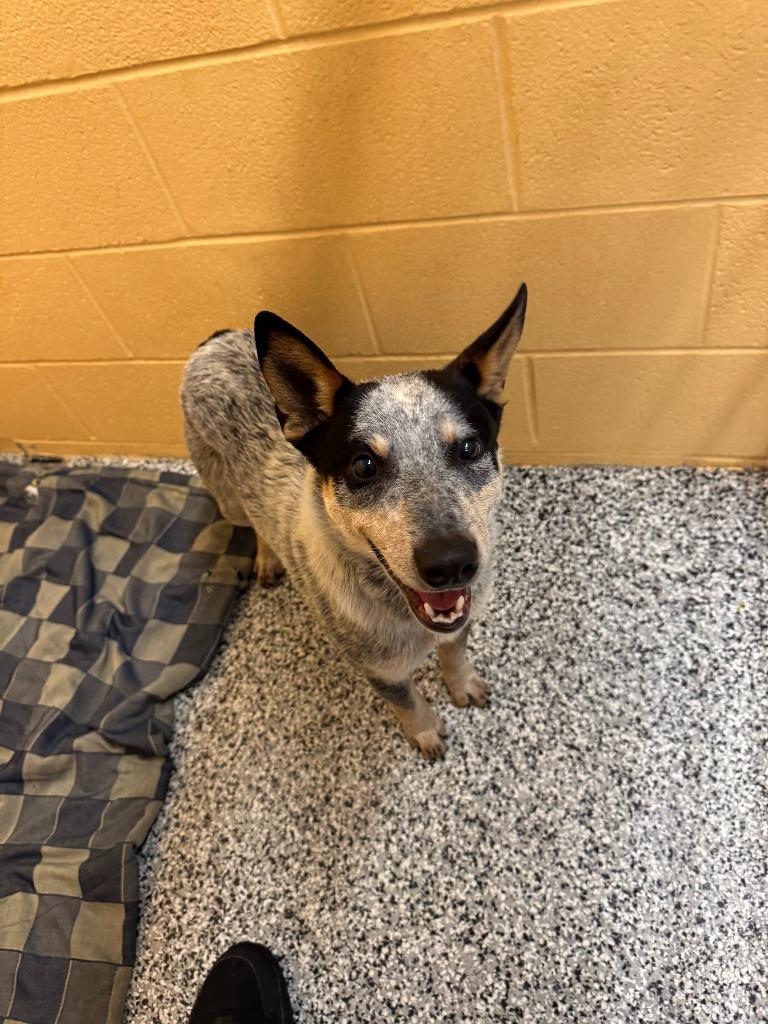 Frodo, Adoptable, Young Male Australian Cattle Dog / Blue Heeler.