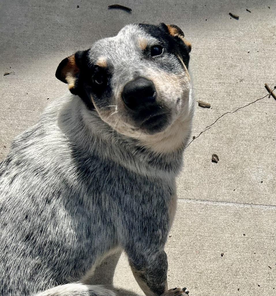 Enlarge Frodo, a Adoptable Australian Cattle Dog / Blue Heeler in Little Elm, TX image 2/2