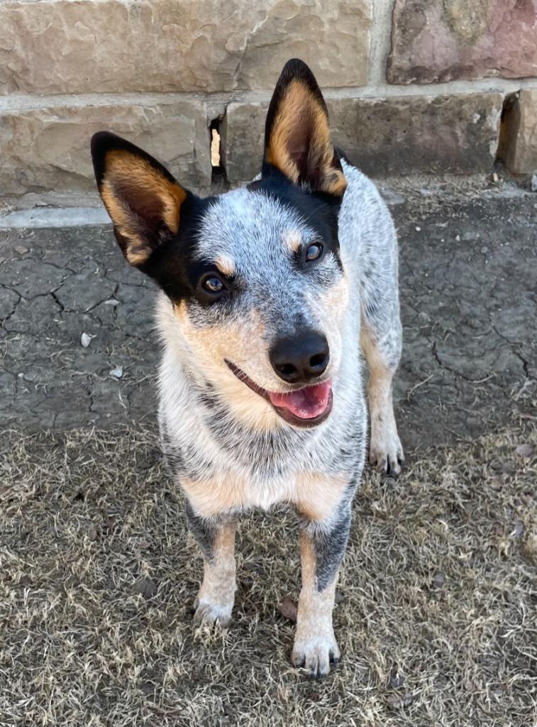 Frodo, Adoptable, Young Male Australian Cattle Dog / Blue Heeler.