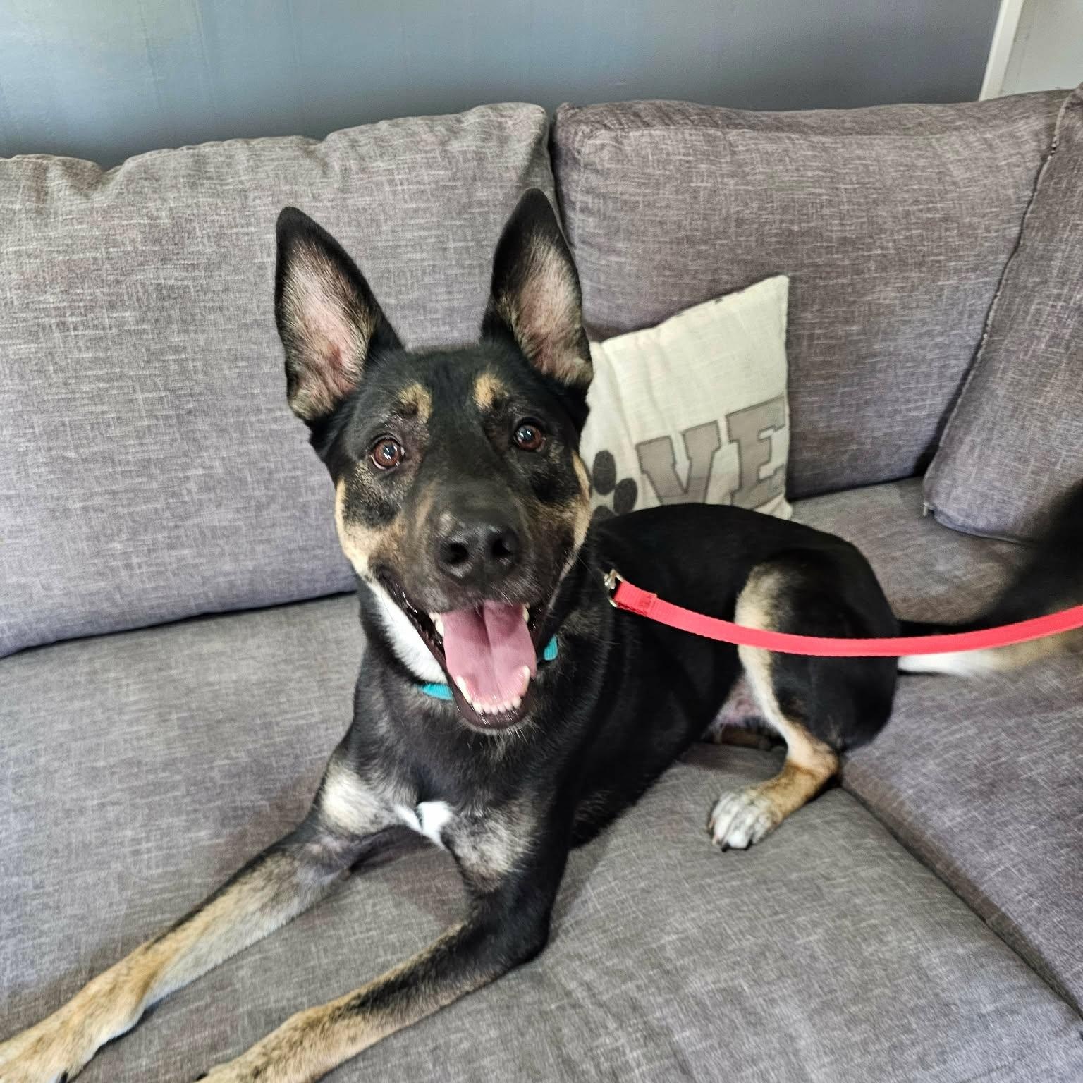 Enlarge Rocky Road, a Adoptable mixed breed in Buffalo, NY image 4/6