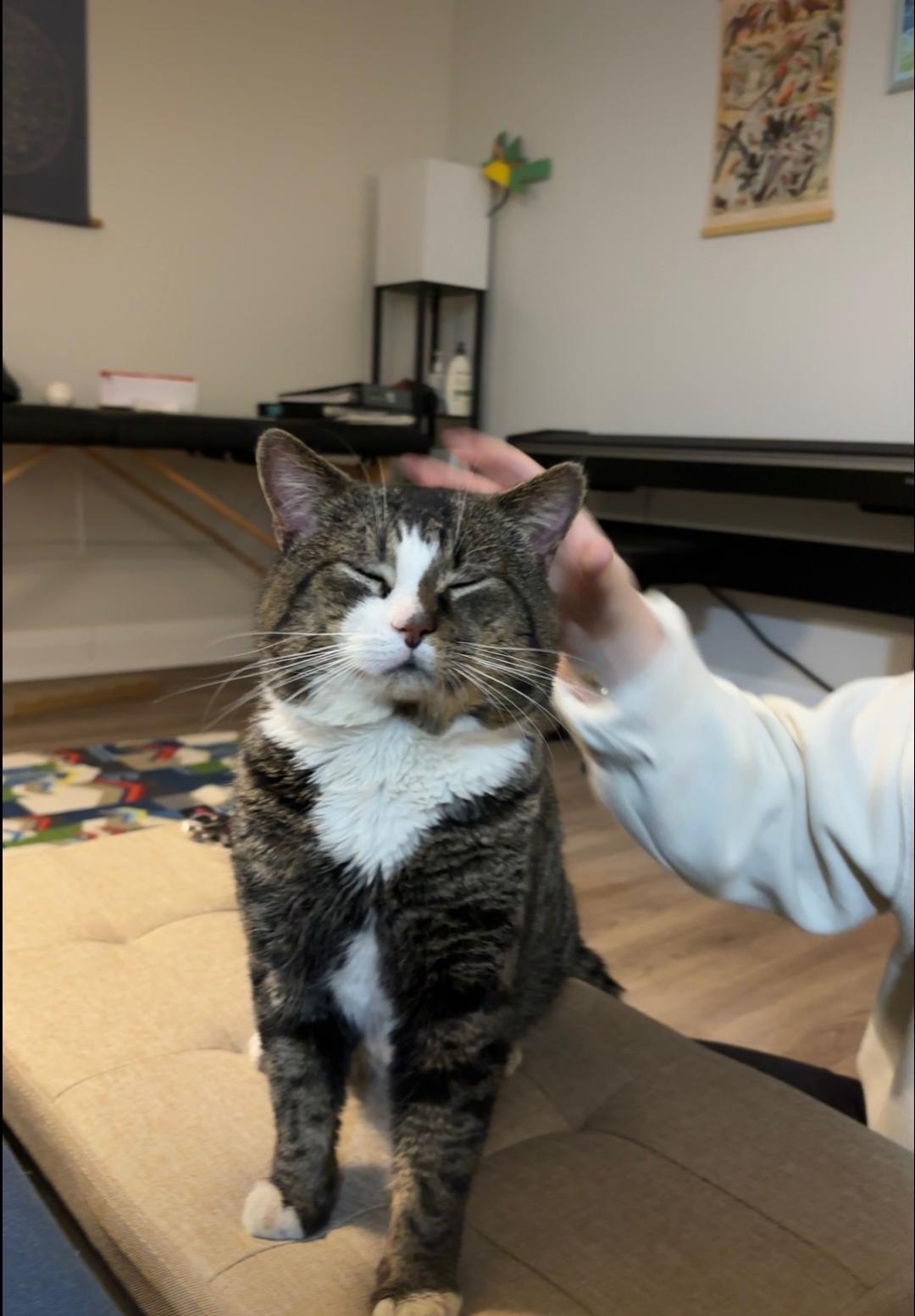 Enlarge Clancy -FIV positive, an adopted Tabby in Hamilton, ON image 1/4