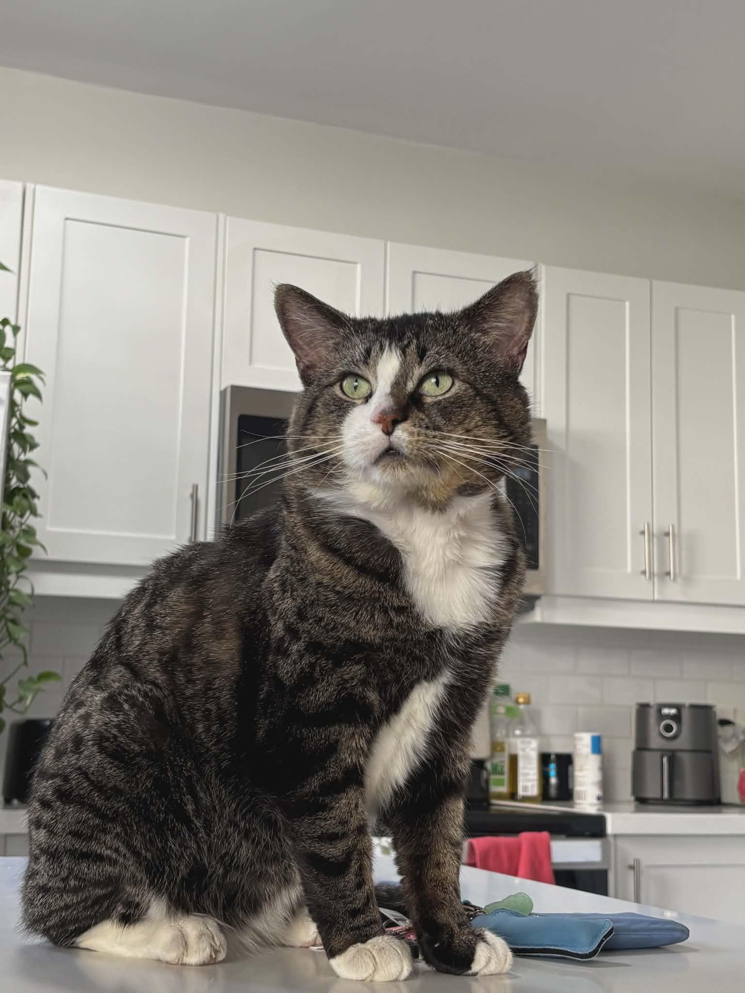 Enlarge Clancy -FIV positive, an adopted Tabby in Hamilton, ON image 4/4