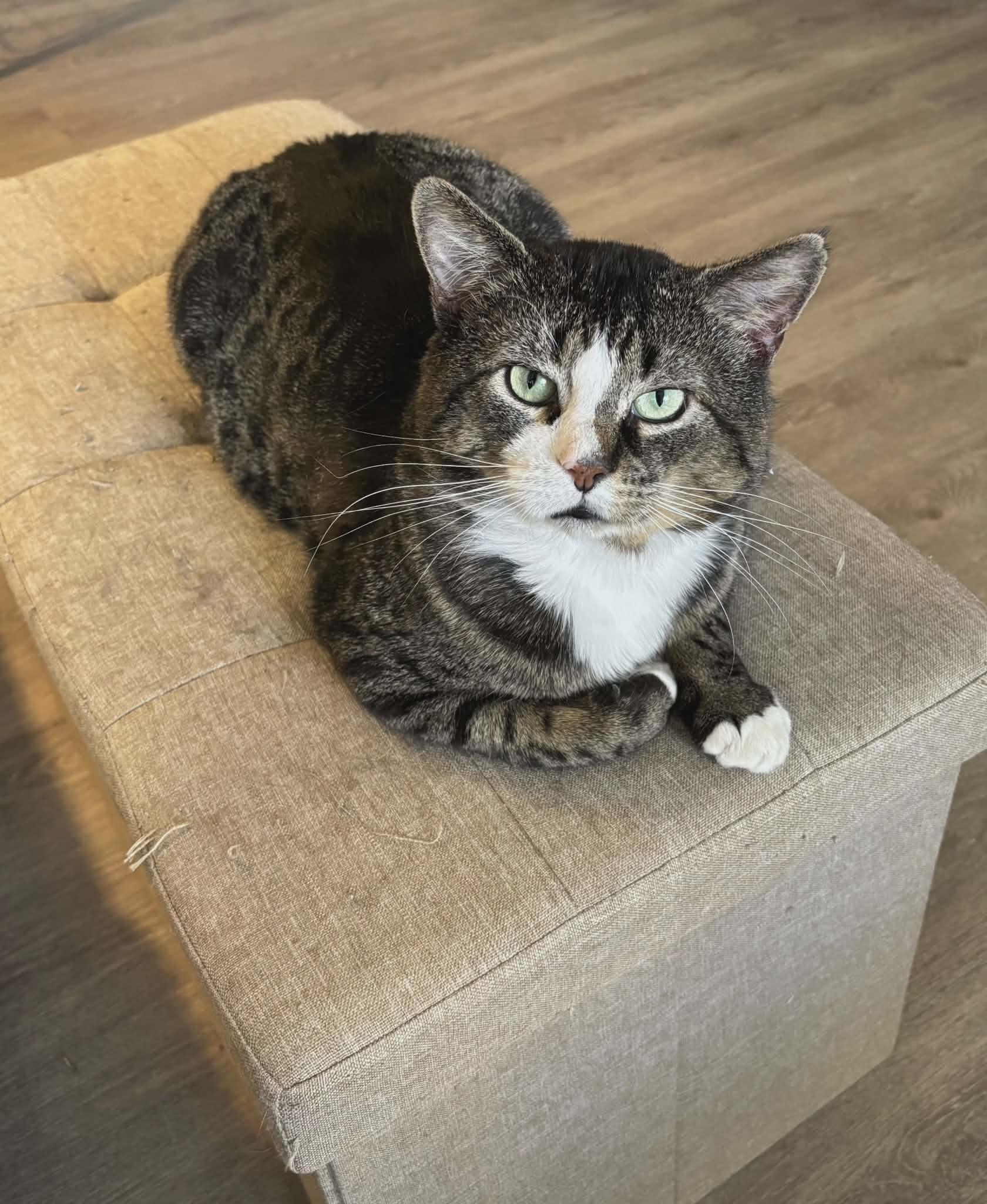 Enlarge Clancy -FIV positive, an adopted Tabby in Hamilton, ON image 2/4